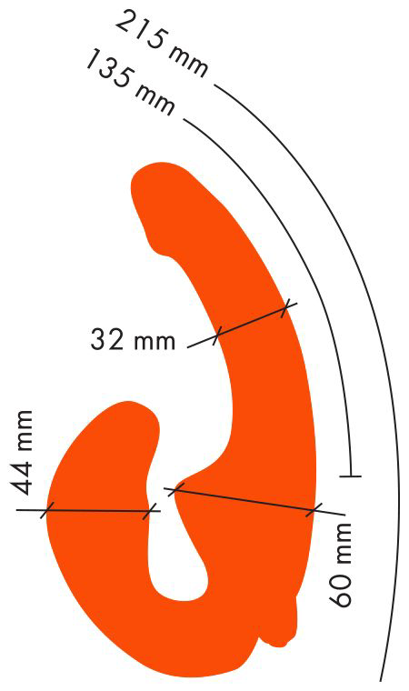 Оранжевый анатомический страпон с вибрацией - 2